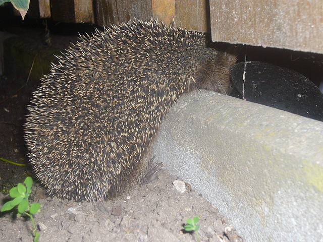 Gartenbesucher