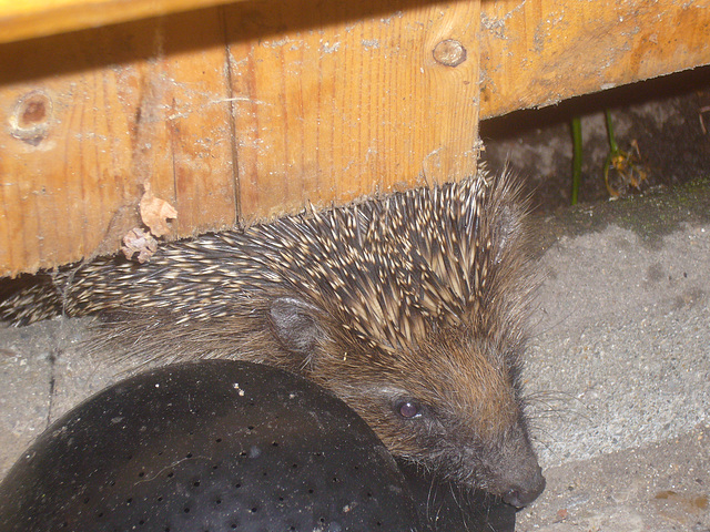 Gartenbesucher