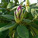 Rhododendronknospe