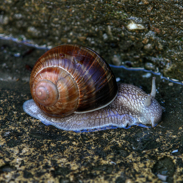 Snail