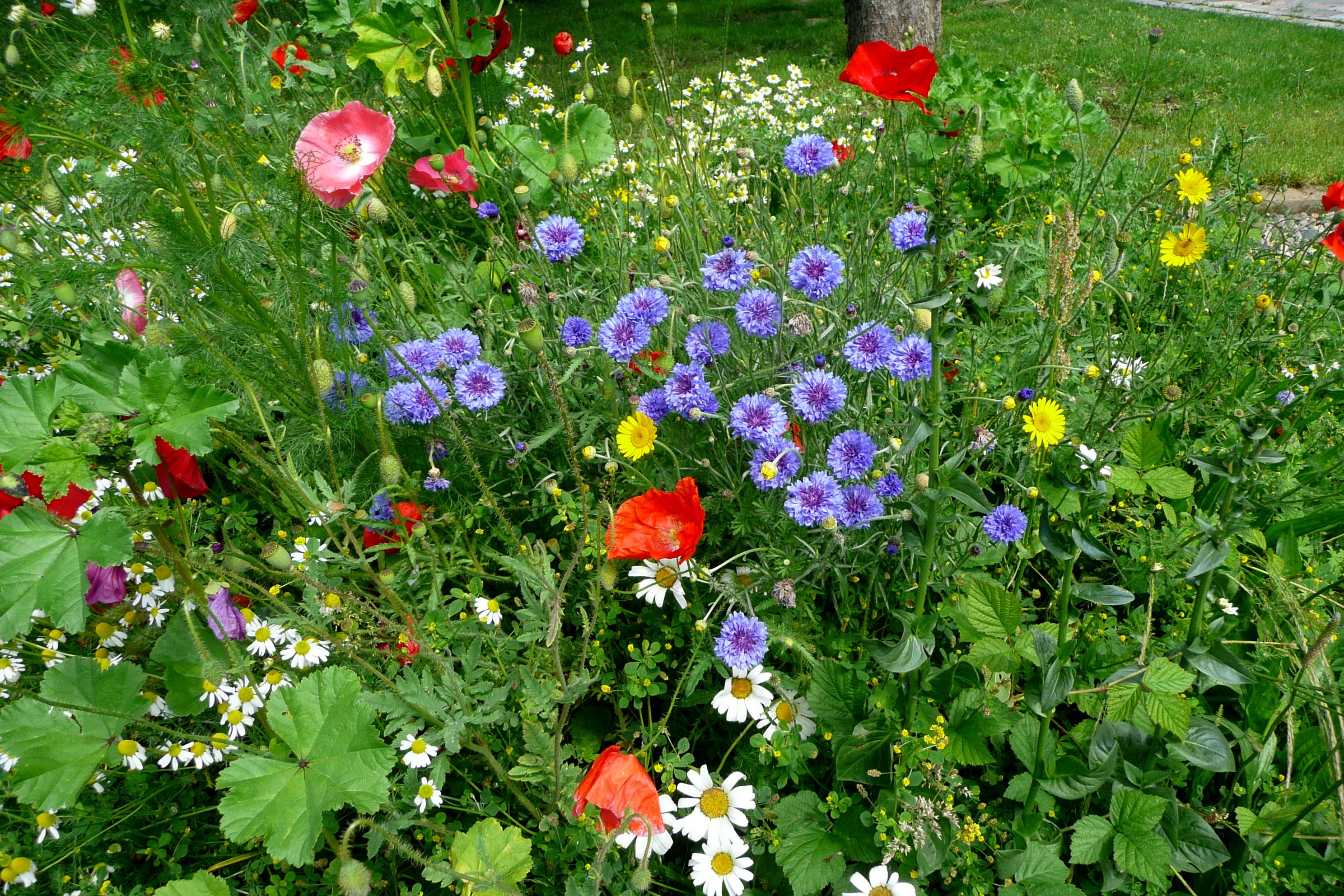 Wildblumenwiese