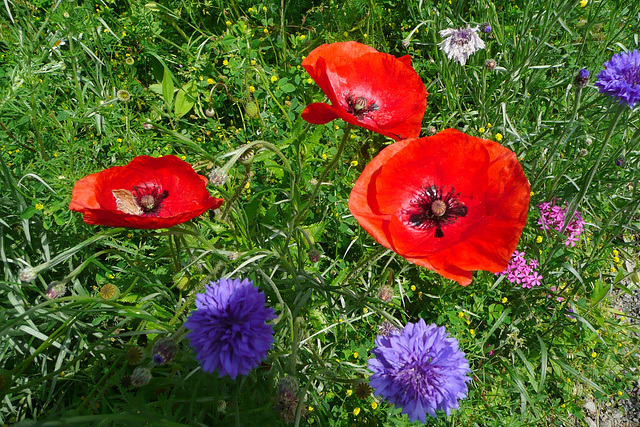 Wildblumenwiese