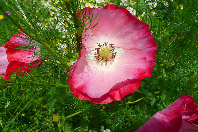 Wildblumenwiese