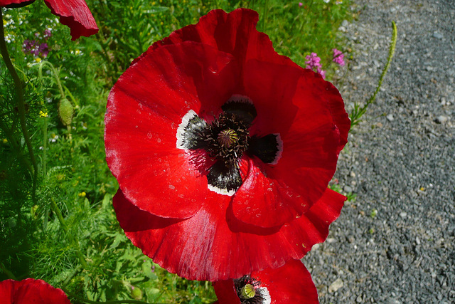 Wildblumenwiese