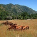 Old Farm Equipment (2671)