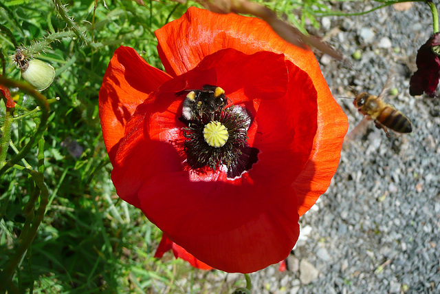 Wildblumenwiese