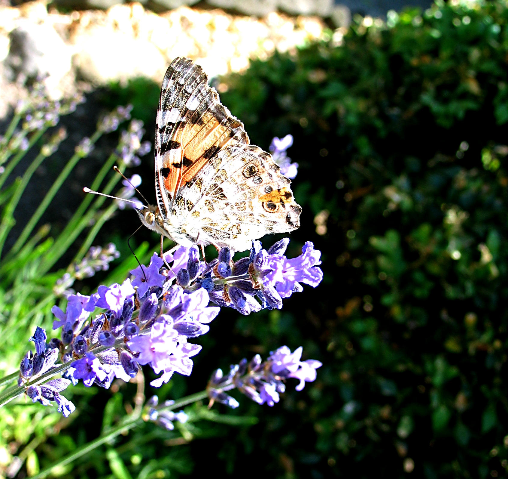 Schmetterling
