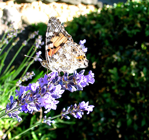 Schmetterling
