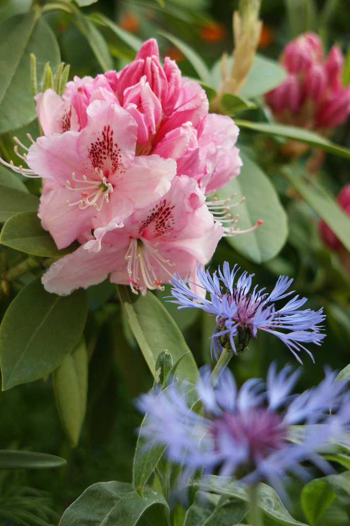 mes fleurs