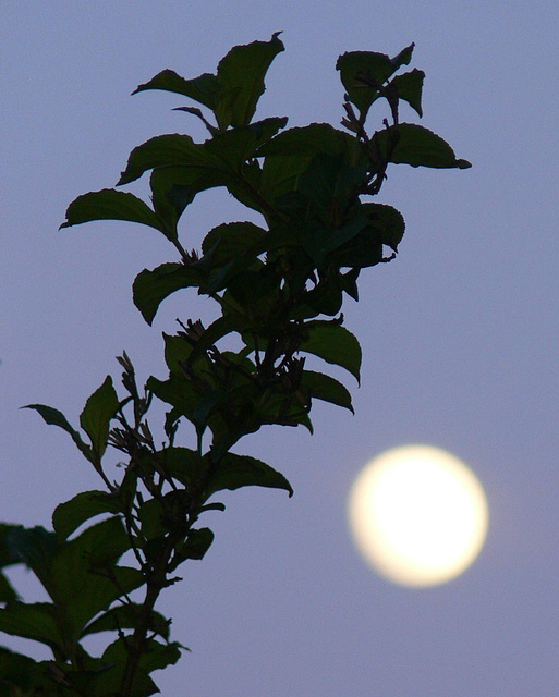 Abendmond - 2009-05-07 -