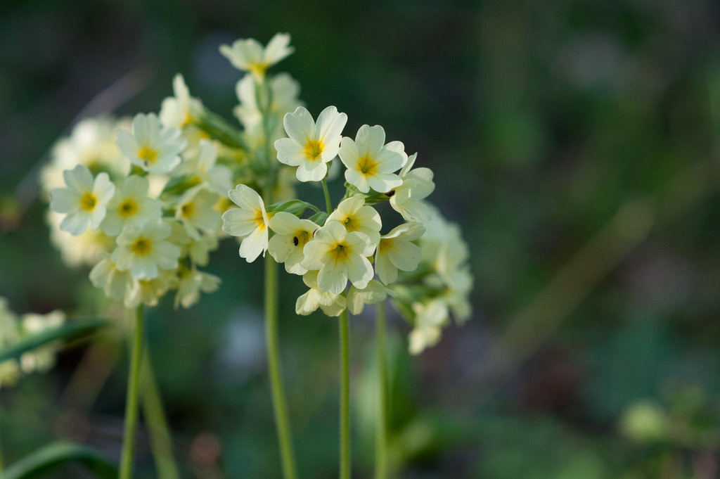 Schlüsselblumen