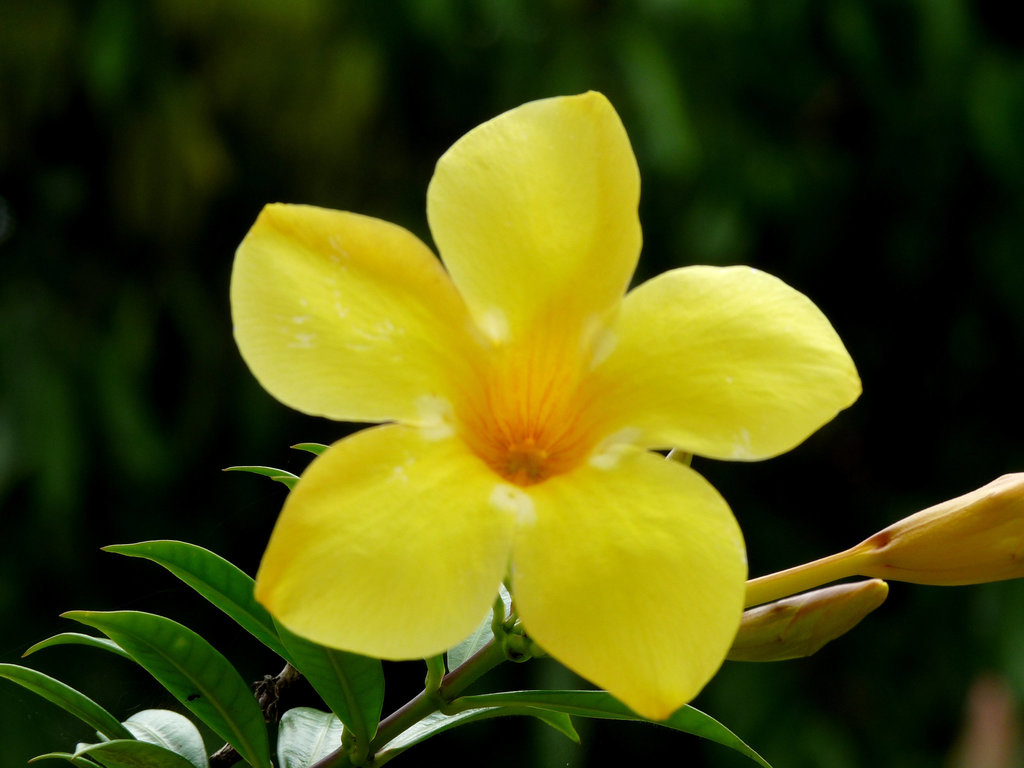 Allamanda