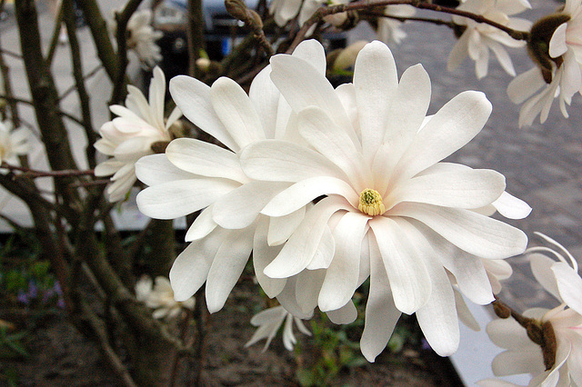 Magnolifloroj