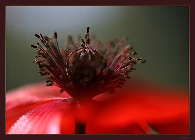 little red poppy