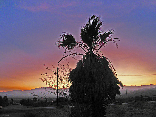 Palm Tree Sunset (0456)