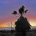 Palm Tree Sunset (0456)