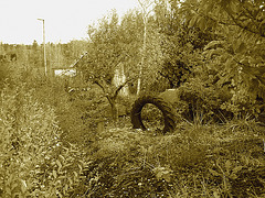 Pneu décoratif parmi la verdure suédoise / Tyre among the swedish  greenery - Båstad  /  Suède - Sweden.   21-10- 2008 - Sepia