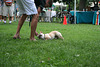 35.PrideOfPetsFunDogShow.Dupont.WDC.21June2009