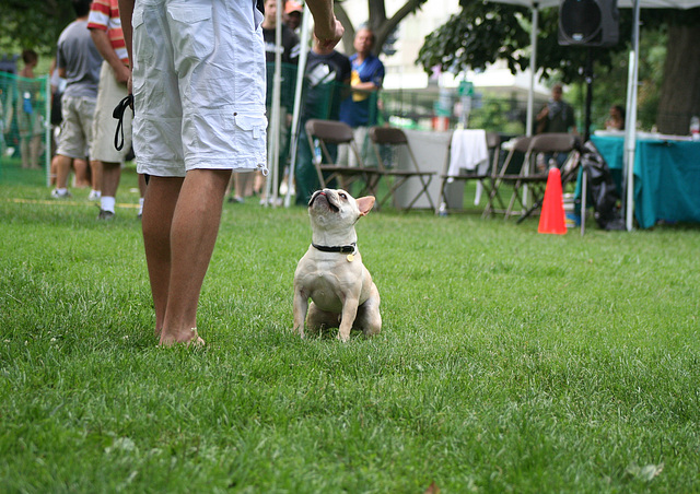 36.PrideOfPetsFunDogShow.Dupont.WDC.21June2009