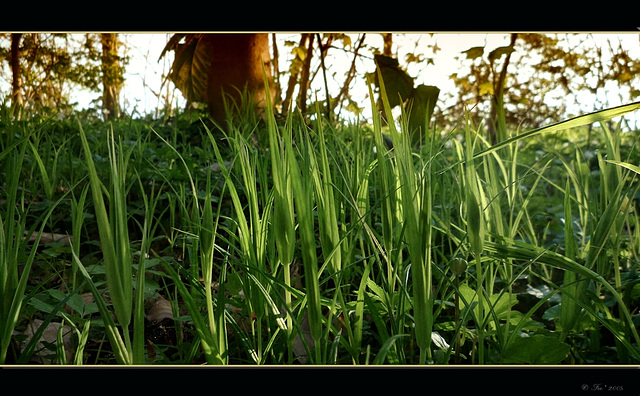 green gras green gras