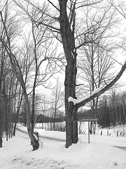 Montagne majestueuse et décor hivernal du Québec.  /   Majestic mountain and winter Quebec  scenery  -  Février 2008. - Chemin de la Pointe-Giblaltar -  N & B