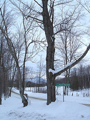 Montagne majestueuse et décor hivernal du Québec.  /   Majestic mountain and winter Quebec  scenery  -  Février 2008.- Chemin de la Pointe-Giblaltar