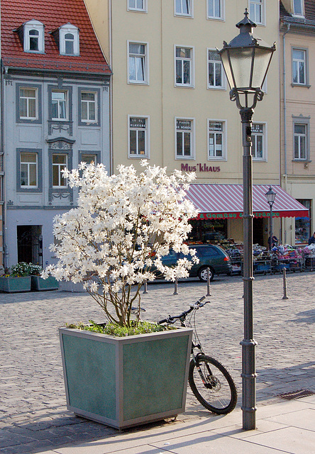 Magnolio en granda poto