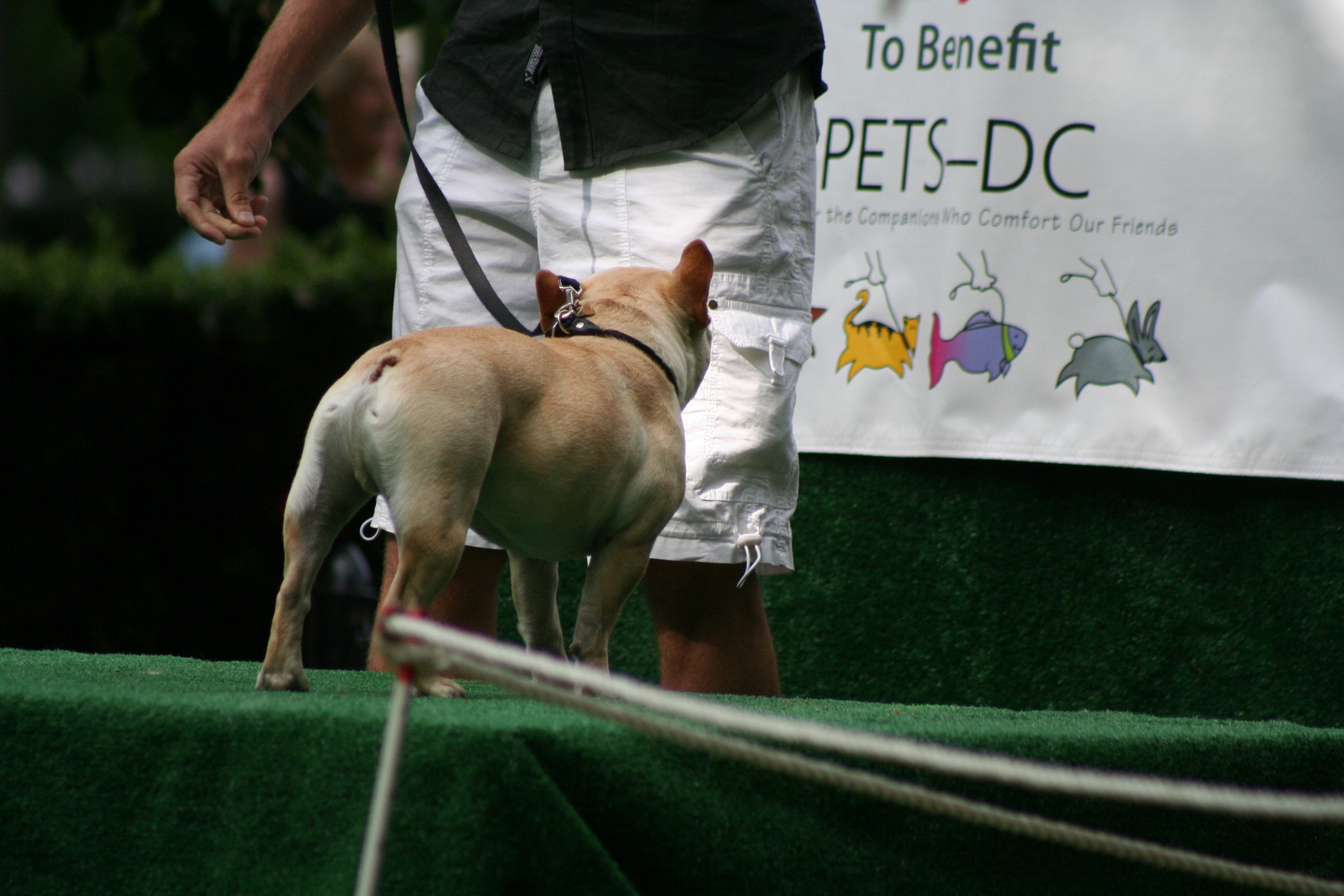 45.PrideOfPetsFunDogShow.Dupont.WDC.21June2009