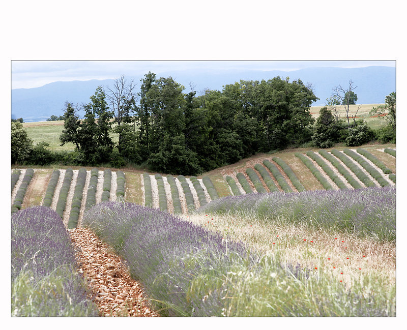 Valensole