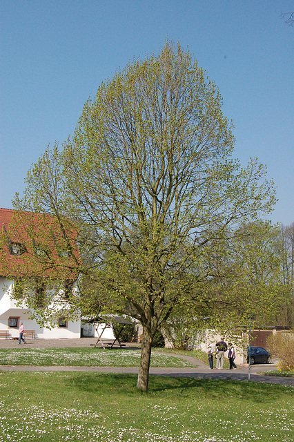 Kreskanta koroformo de tilio - Wachsende Herzform einer Linde