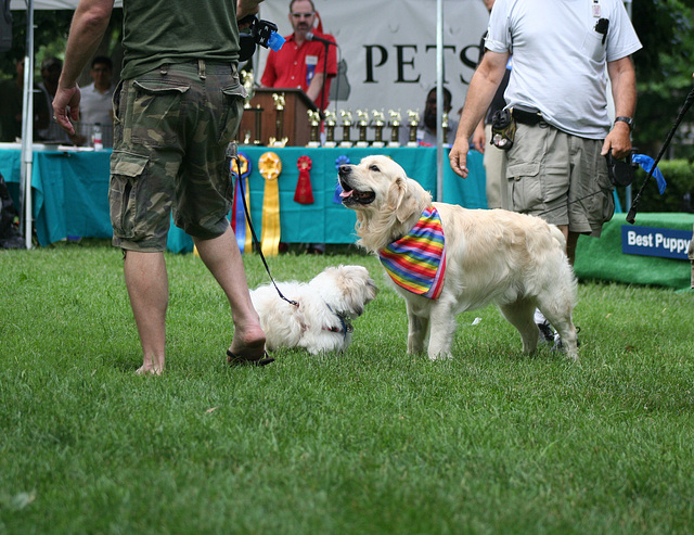 52.PrideOfPetsFunDogShow.Dupont.WDC.21June2009