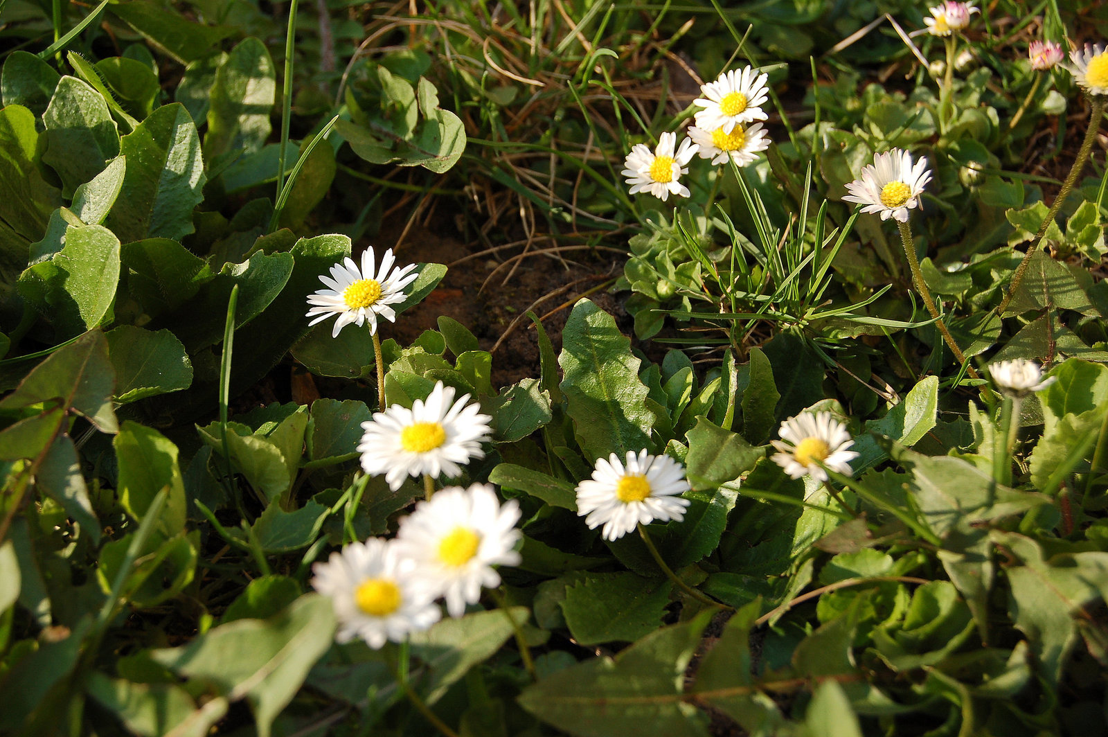 Lekantoj -Margeriten