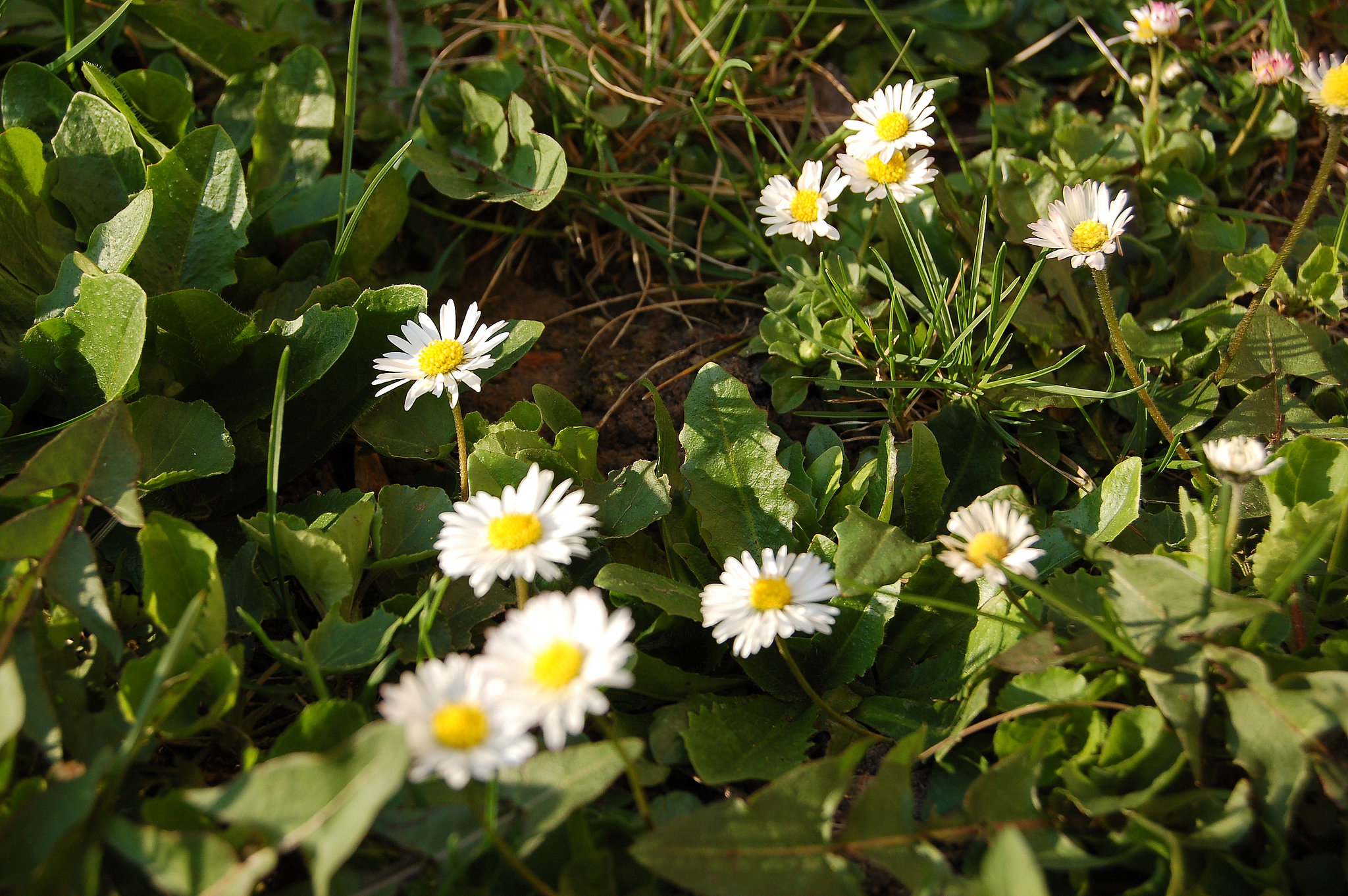 Lekantoj -Margeriten