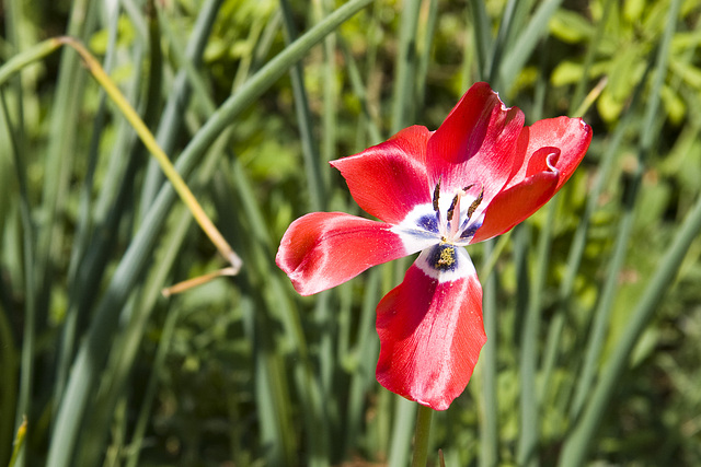 Tulpe