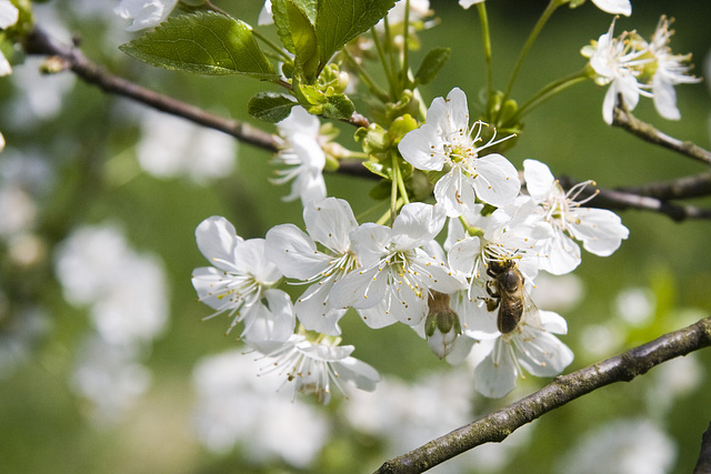 Kirschblüte