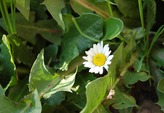 lekanteto (Gänseblümchen)