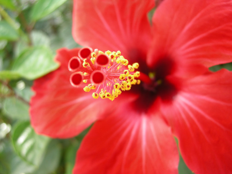 Hibiskus