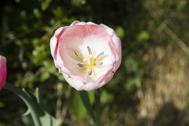 Tulpe 2