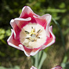 Tulpe 3