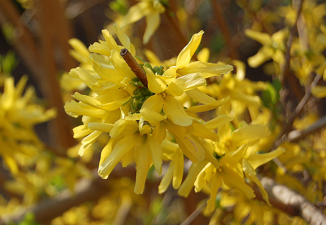 Forsitio - Forsythia, Goldflieder