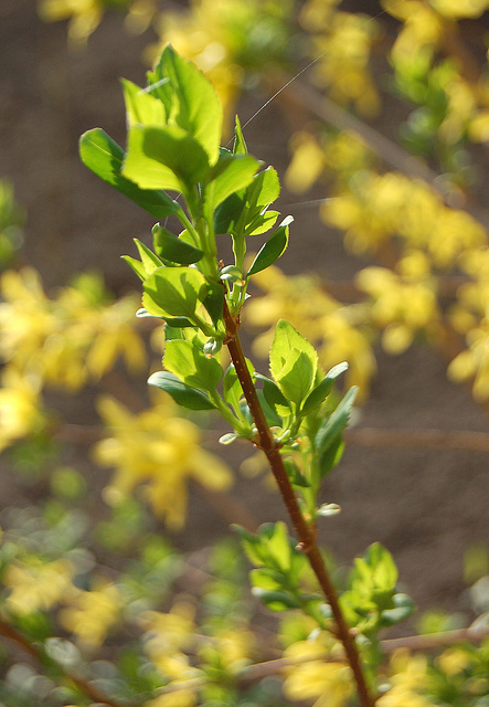 Forsitio - Forsythia, Goldflieder