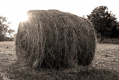 Bale Of Hay