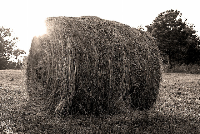 Bale Of Hay