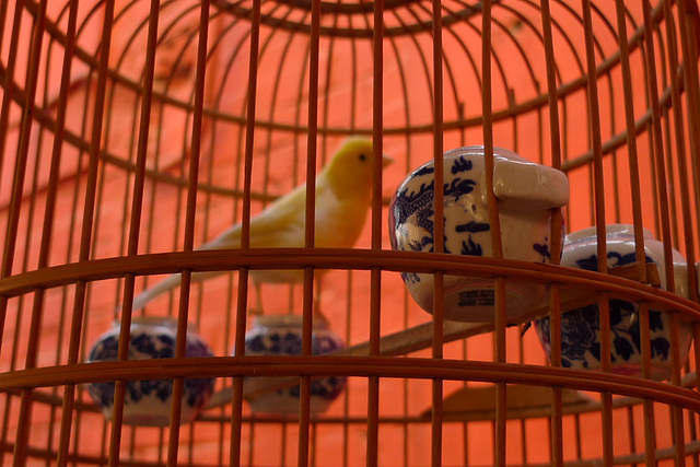 Bird prison