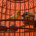 Bird prison