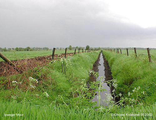 DSCN0803 Ipweger Moor