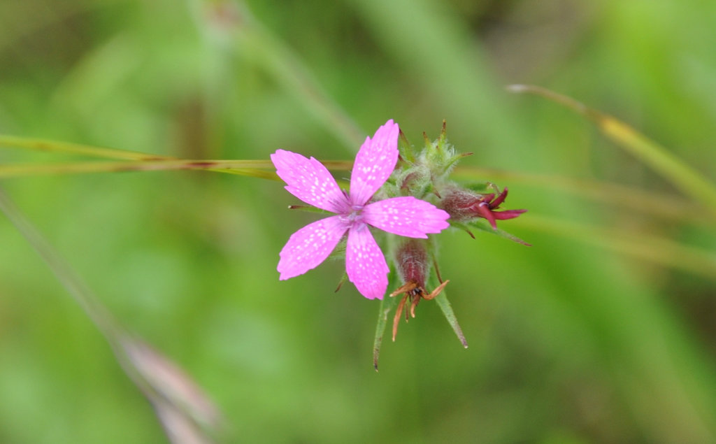 fleur