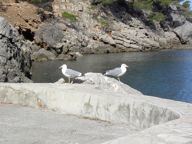 Mallorca - Mövenpärchen