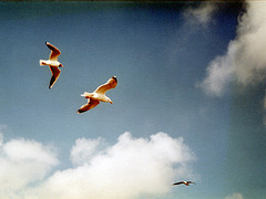 Möwen über Schiermonnikoog 1985