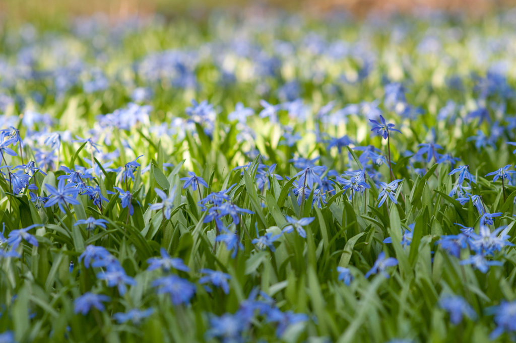 Frühling